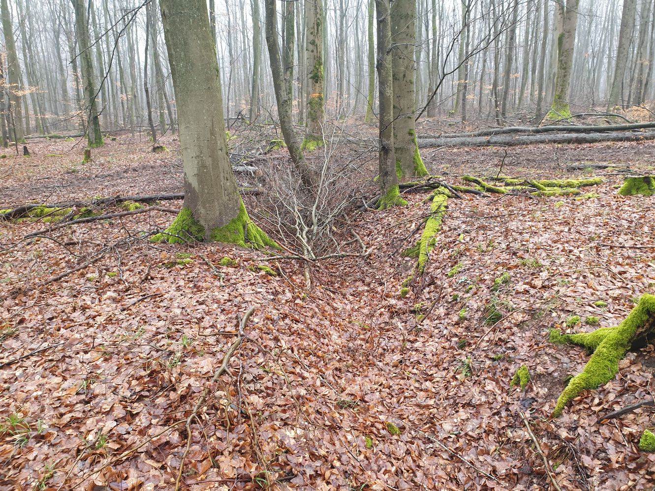 Mit Holzabfällen verfüllter Laufgraben Mit Holzabfällen verfüllter Laufgraben