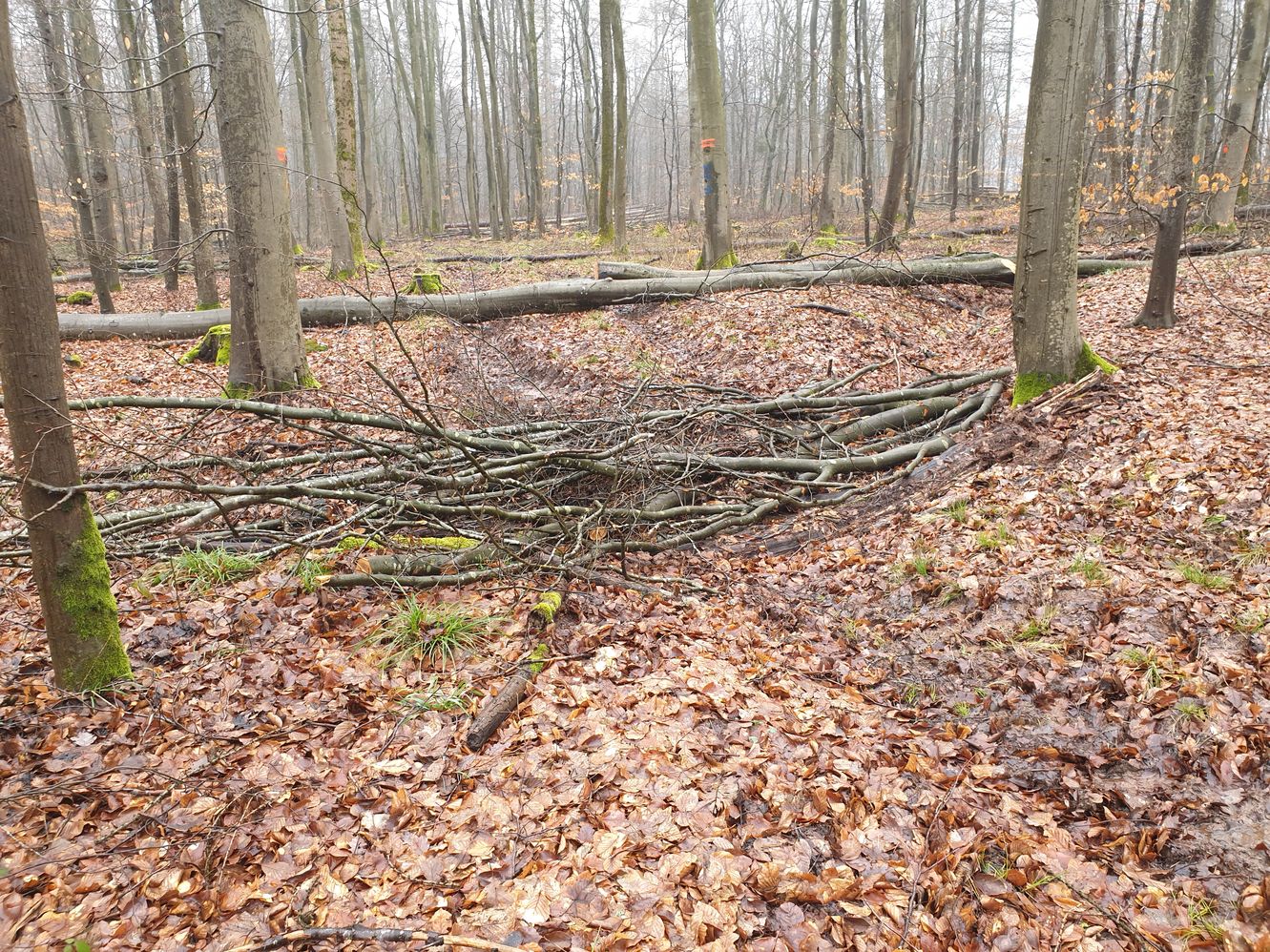 Mit Holzabfällen verfüllter Laufgraben Mit Holzabfällen verfüllter Laufgraben